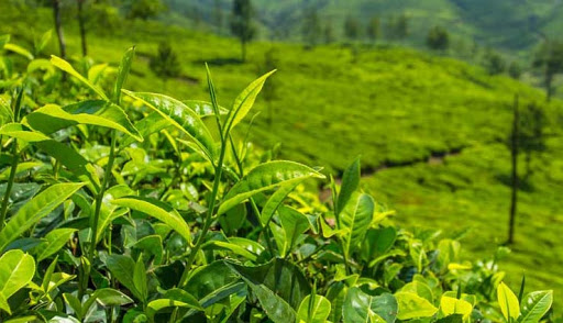 Explora los jardines de té más famosos de la India