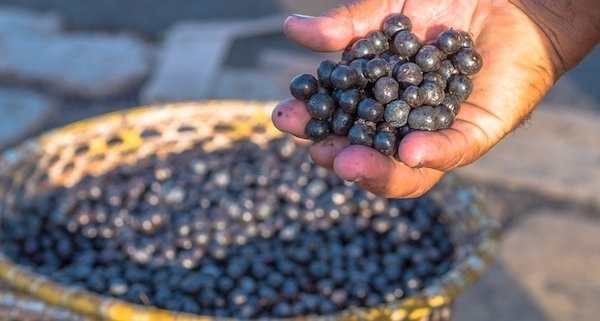Bayas de Acai: superalimento del tamaño de un guisante