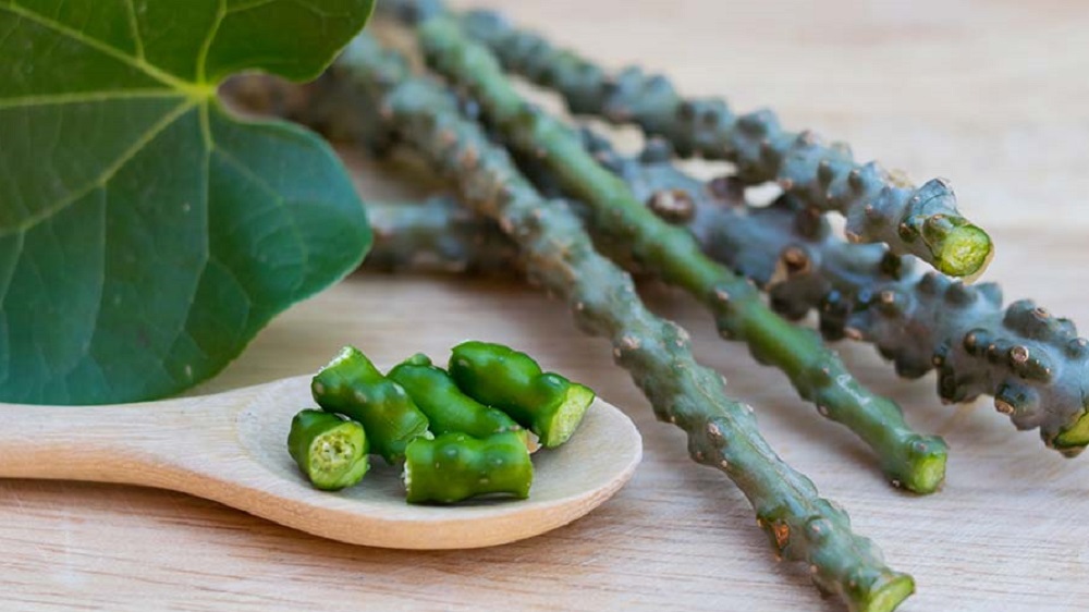Giloy (Tinospora cordifolia)