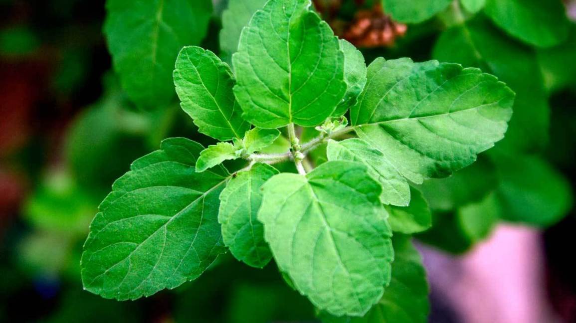 Tulsi (Albahaca)