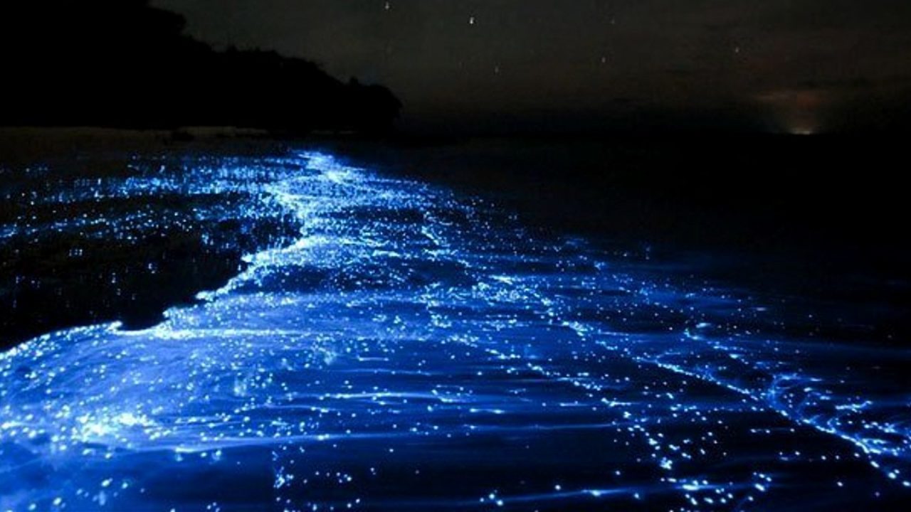 5 lugares increíbles para visitar en la india que brillan en la oscuridad