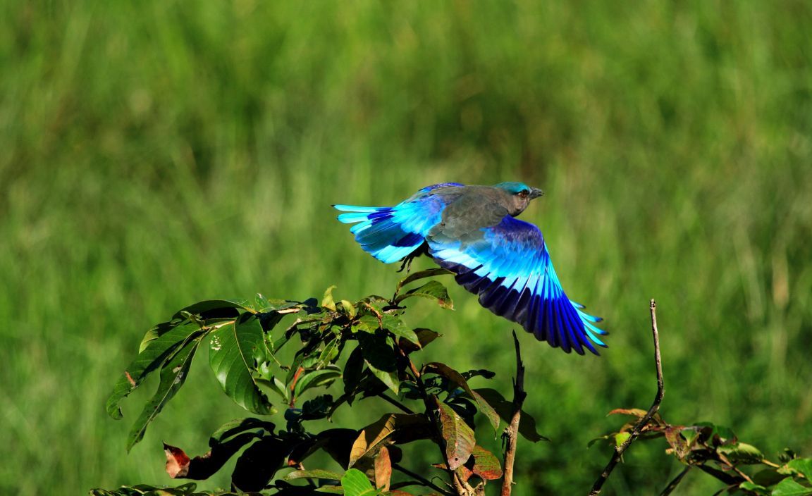 Santuario de aves de Bharatpur: Un lugar ideal para pasar tiempo con la Naturaleza