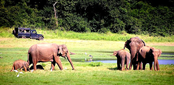 Parques nacionales famosos que ofrecen safari en Sri Lanka