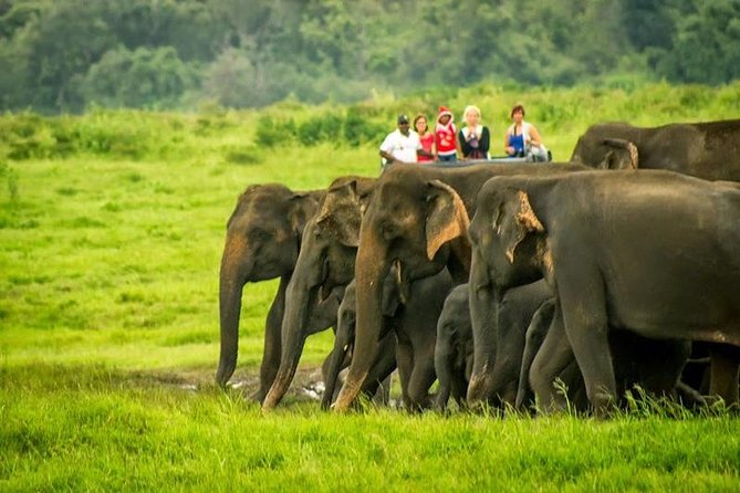 Parques nacionales famosos que ofrecen safari en Sri Lanka