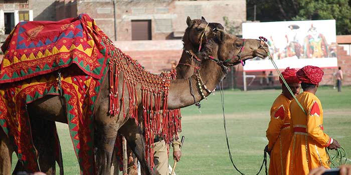 ¿Cuándo se celebra la Feria del Camello de Pushkar?
