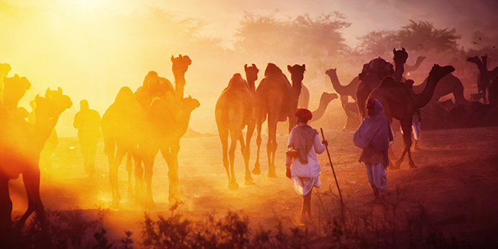 ¿Qué rituales se realizan durante la Feria del Camello de Pushkar?